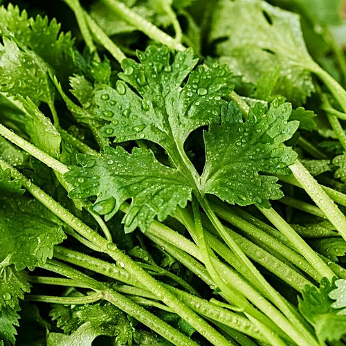 Fresh Coriander Leaves (100g)